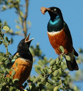 Parent starling feeding juvenile