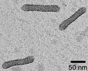 This electron microscope image clearly shows the tightly packed cylinders of gold nanoparticles.
The image is courtesy Eugene Zubarev/Rice University
